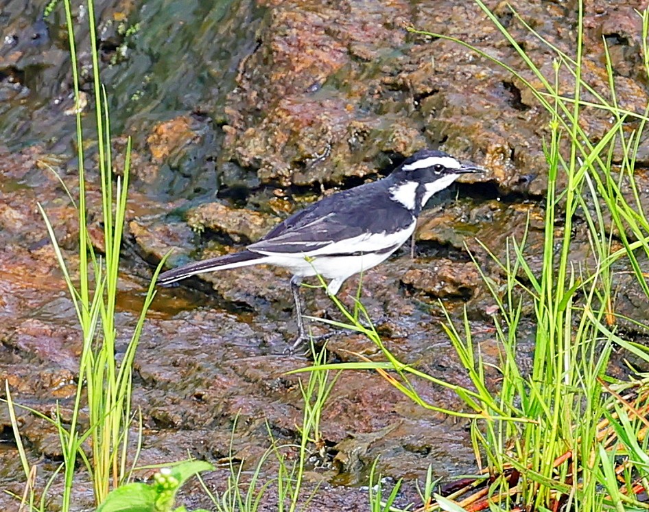 African Pied Wagtail - ML616276371
