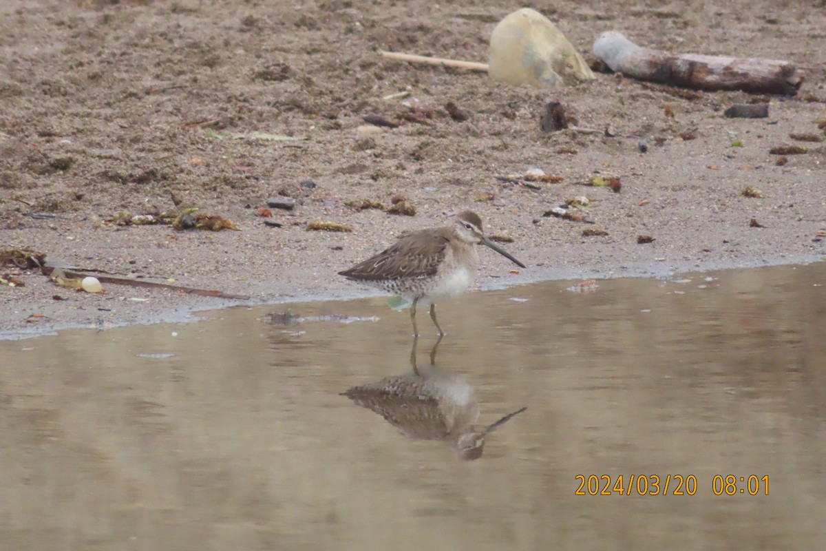 Long-billed Dowitcher - ML616276396