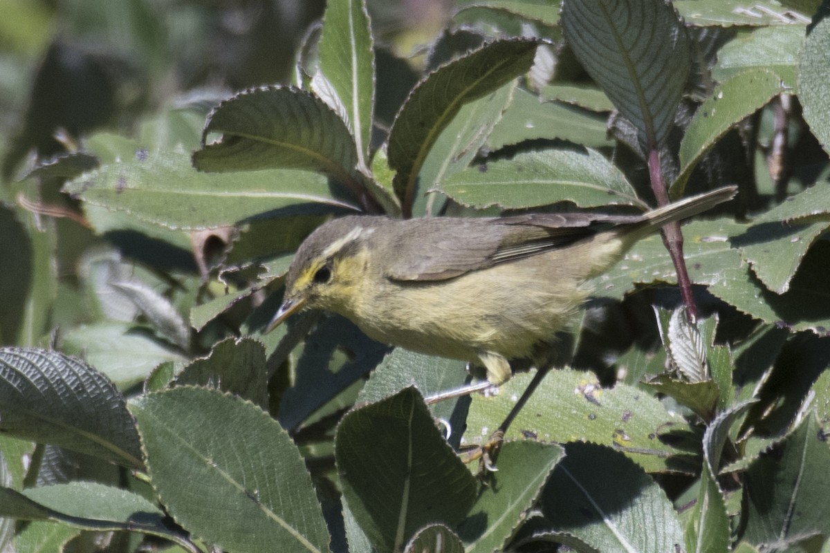 Tytler's Leaf Warbler - SOVON PARBAT