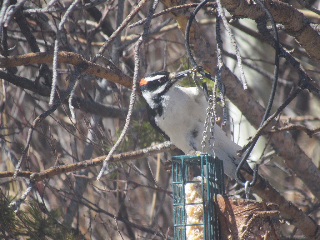 Hairy Woodpecker - Laurel Armstrong