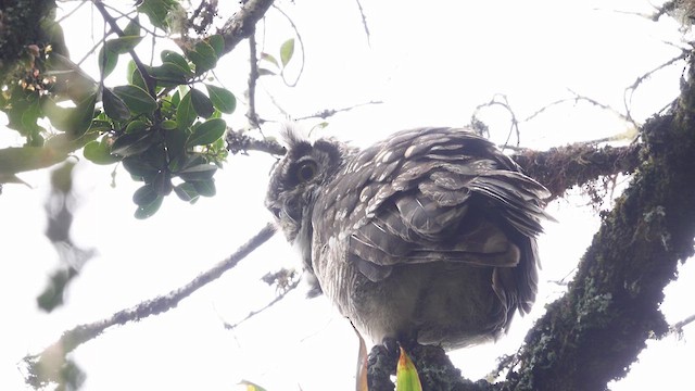 Great Horned Owl - ML616276508