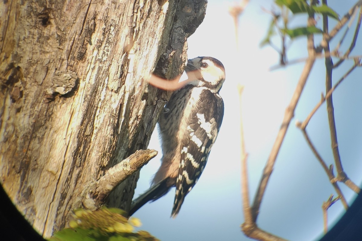 White-backed Woodpecker (White-backed) - ML616276569
