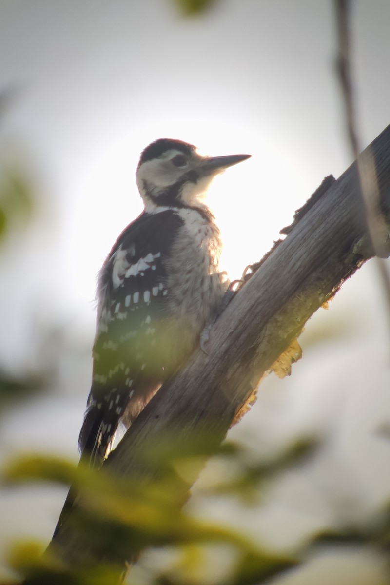 White-backed Woodpecker (White-backed) - ML616276570