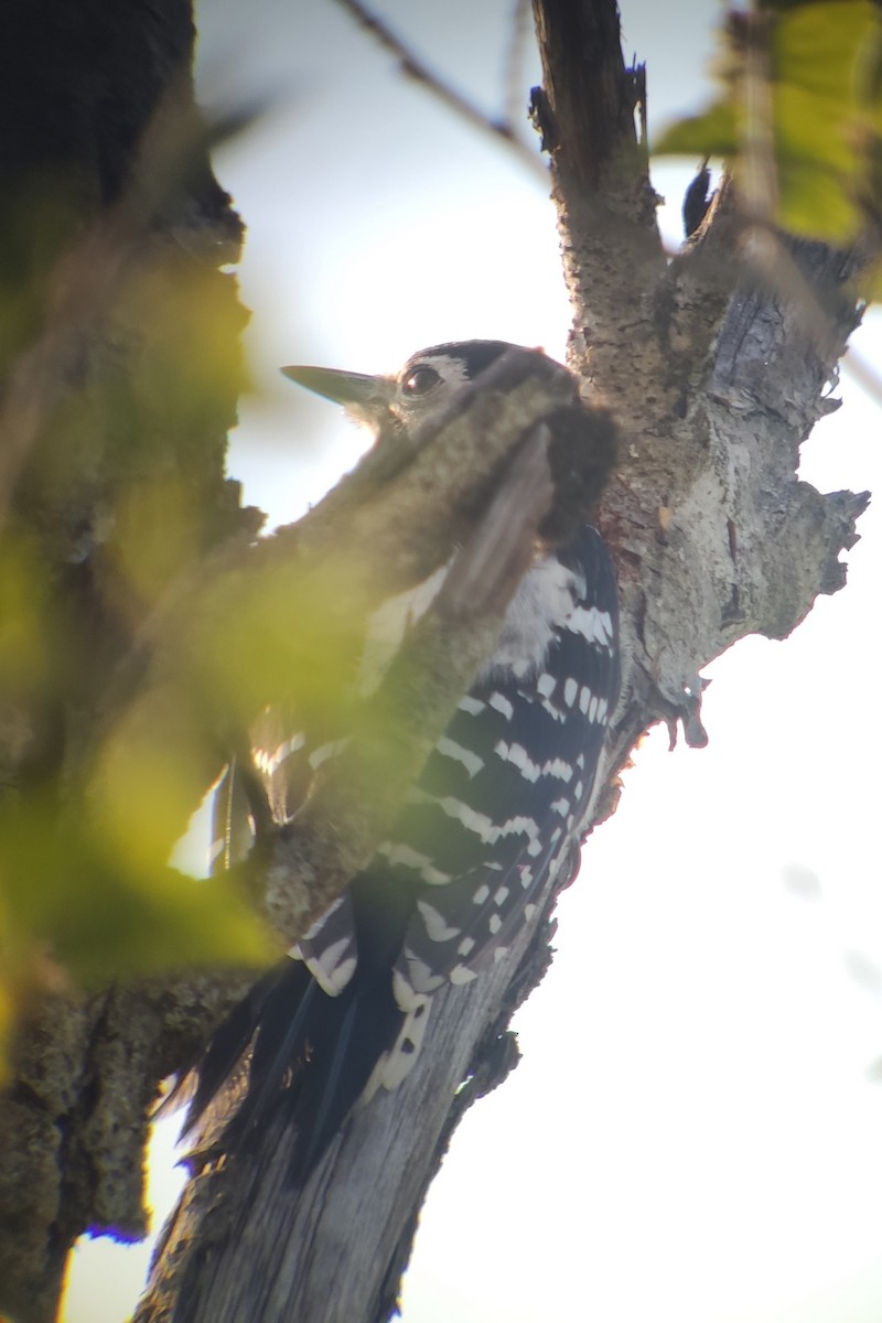White-backed Woodpecker (White-backed) - ML616276571