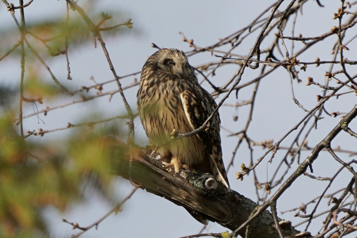 Short-eared Owl - ML616276620