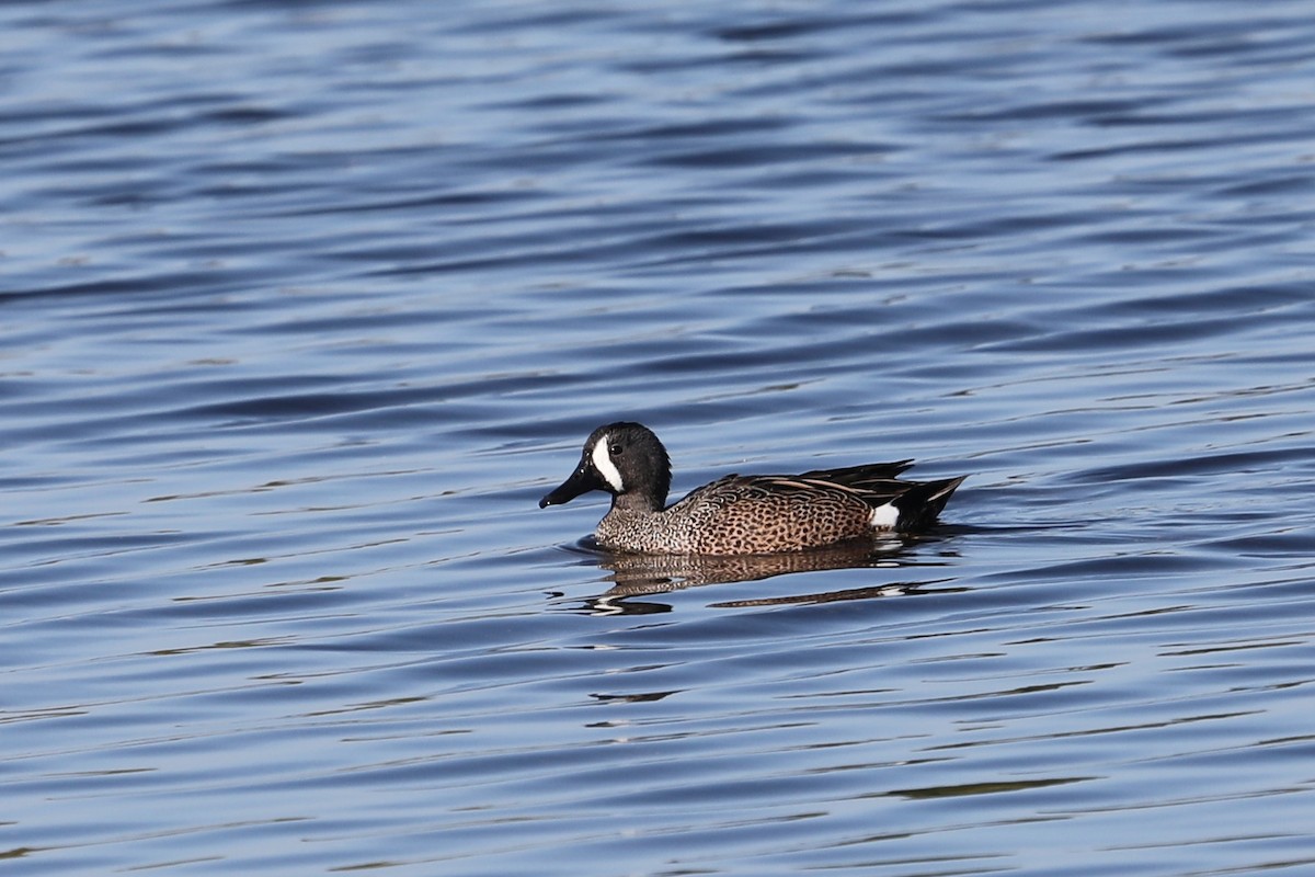 Blue-winged Teal - ML616276678