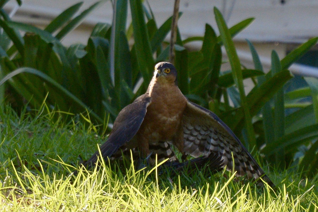 Rufous-breasted Sparrowhawk - Sarel Snyman