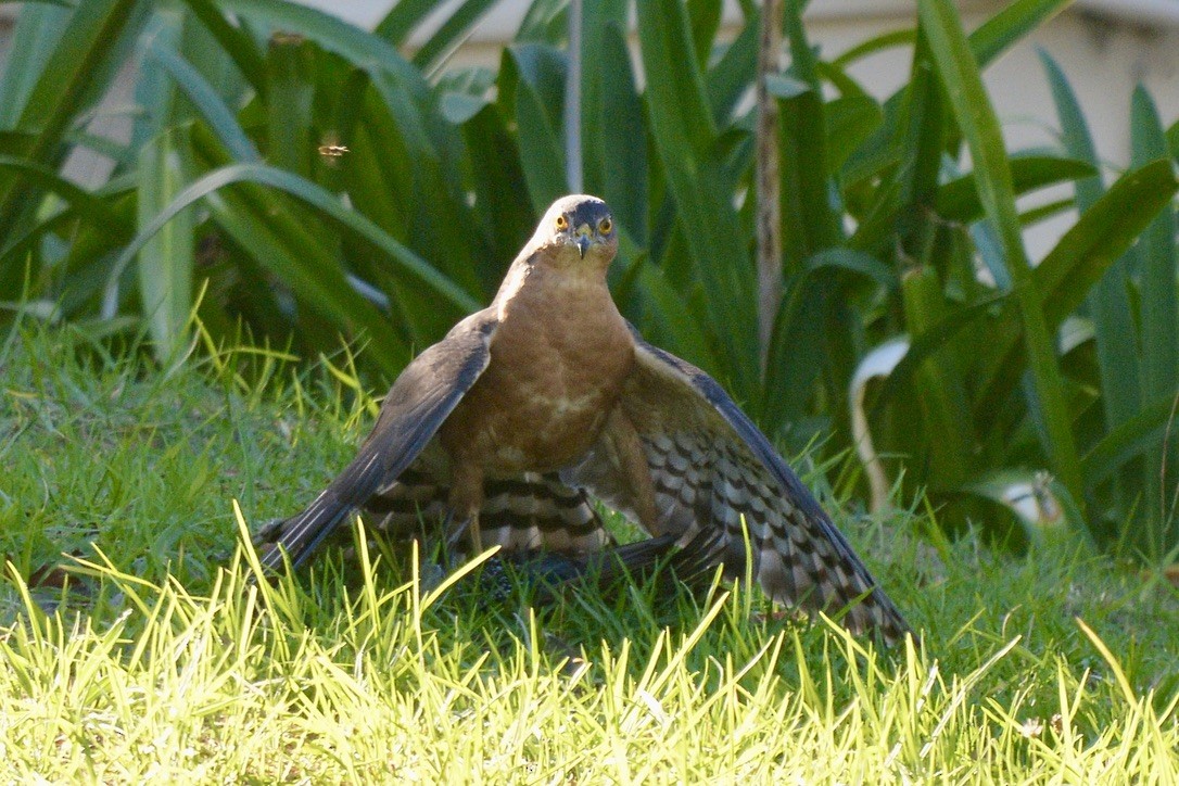Rufous-breasted Sparrowhawk - Sarel Snyman