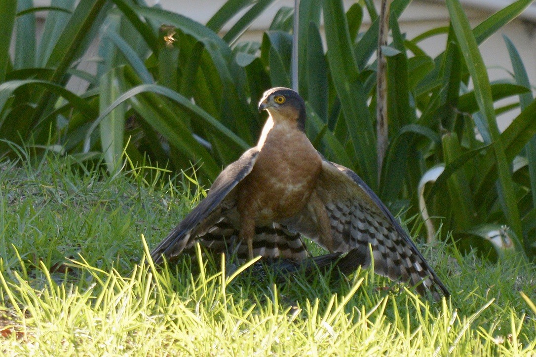 Rufous-breasted Sparrowhawk - ML616276699