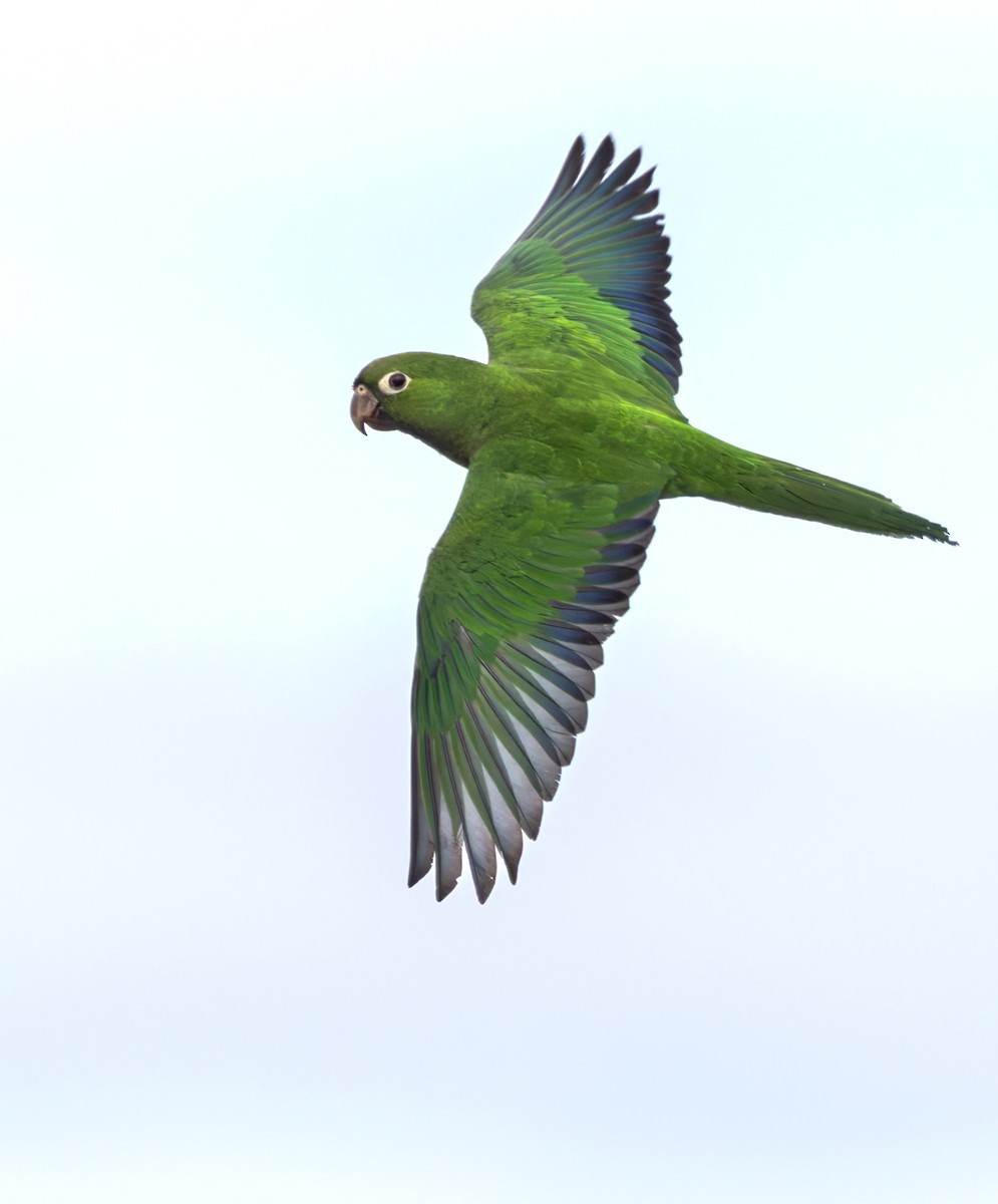 Olive-throated Parakeet (Aztec) - ML616276831