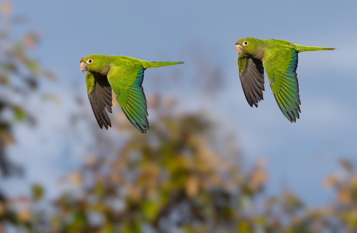Olive-throated Parakeet (Aztec) - Lars Petersson | My World of Bird Photography
