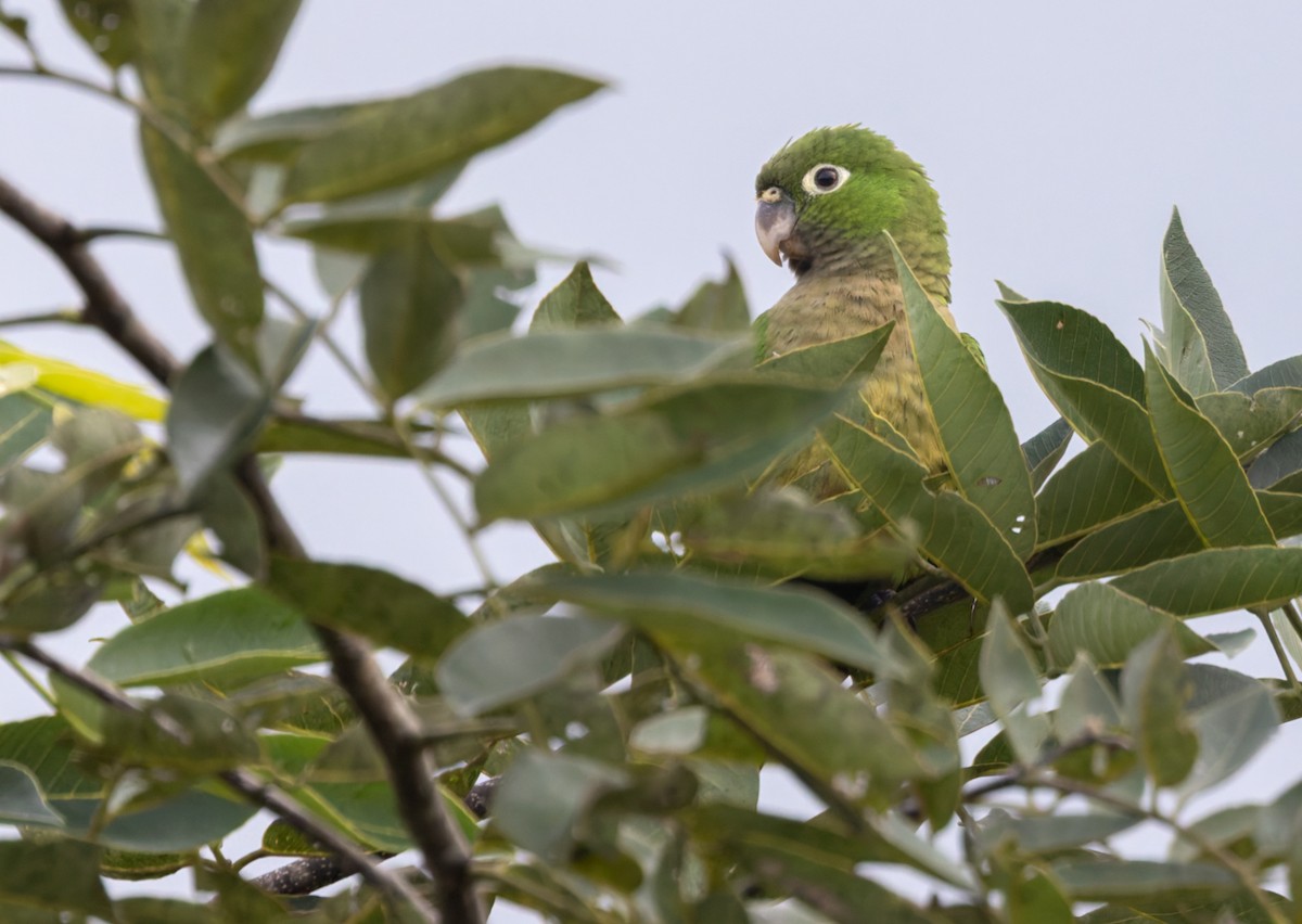 Olive-throated Parakeet (Aztec) - Lars Petersson | My World of Bird Photography