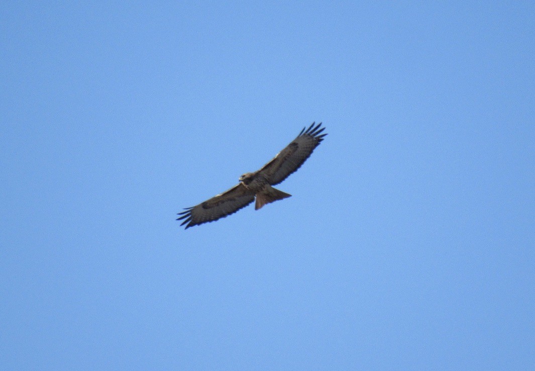 Red-tailed Hawk - Laurel Armstrong