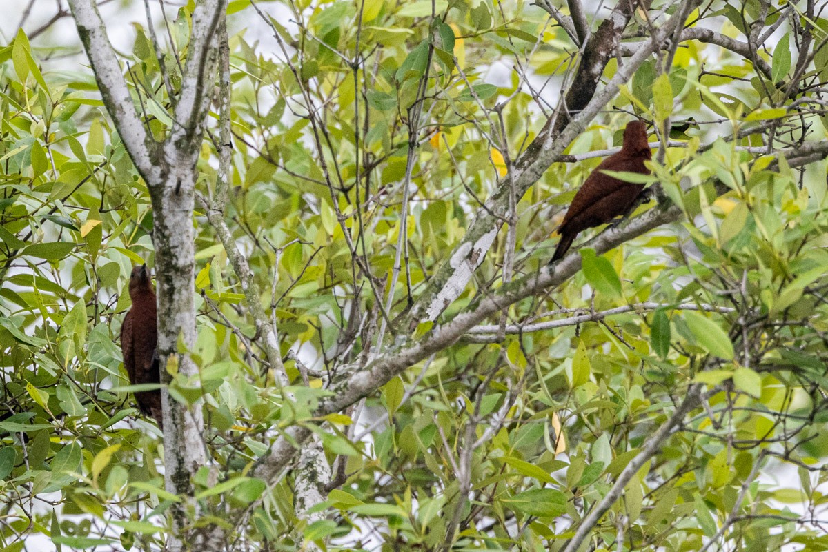 Rufous Woodpecker - ML616276882