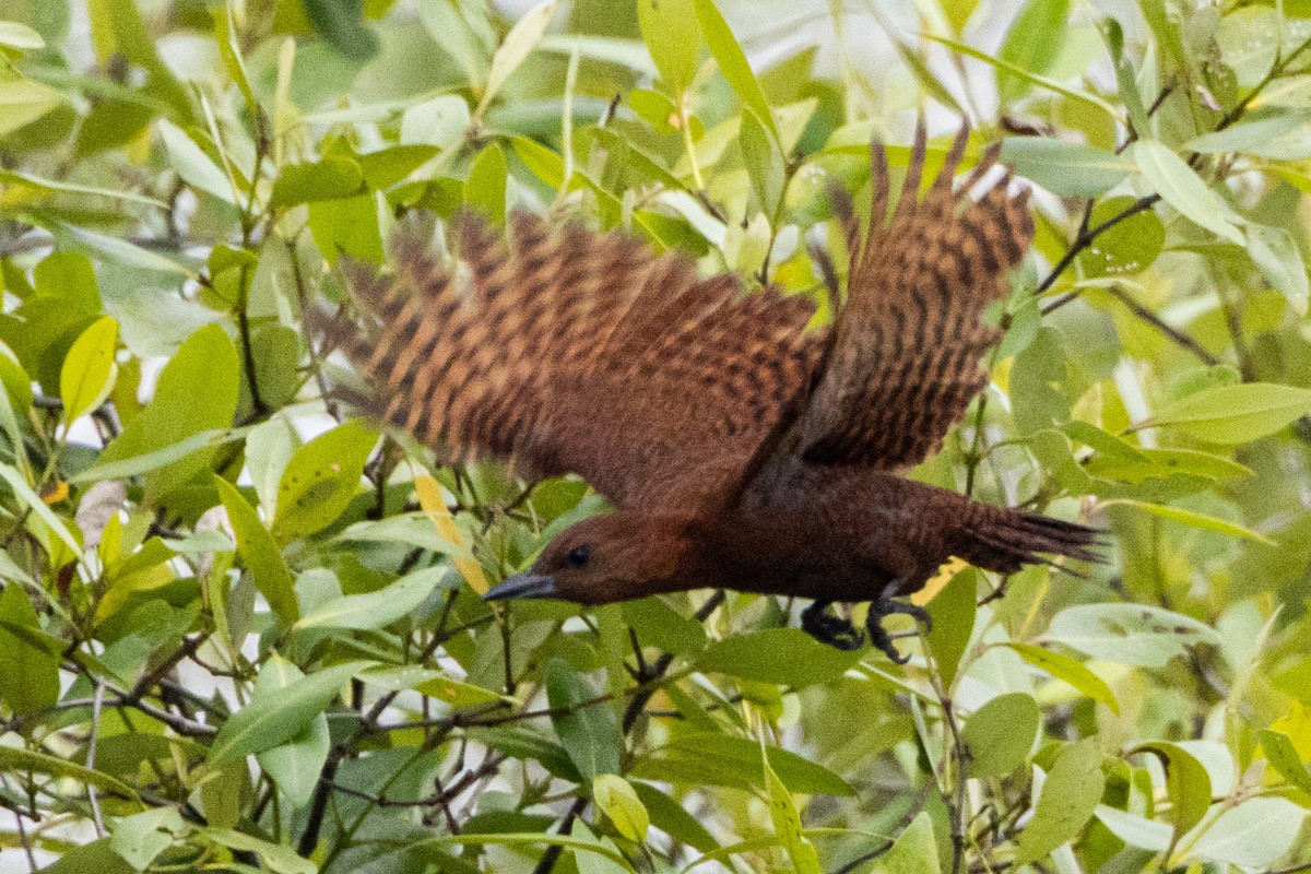 Rufous Woodpecker - ML616276884