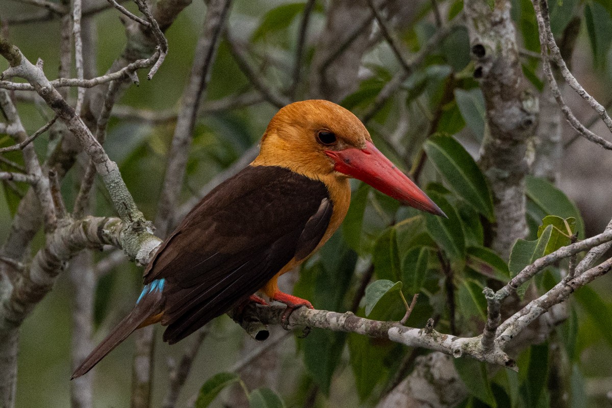 Brown-winged Kingfisher - Uday Agashe