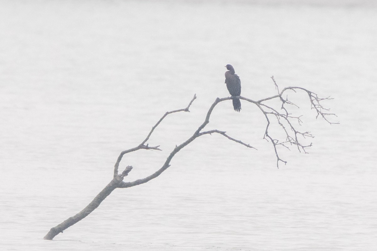 Little Cormorant - Uday Agashe