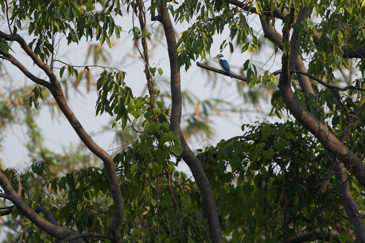 Collared Kingfisher (Oriental) - ML616277200