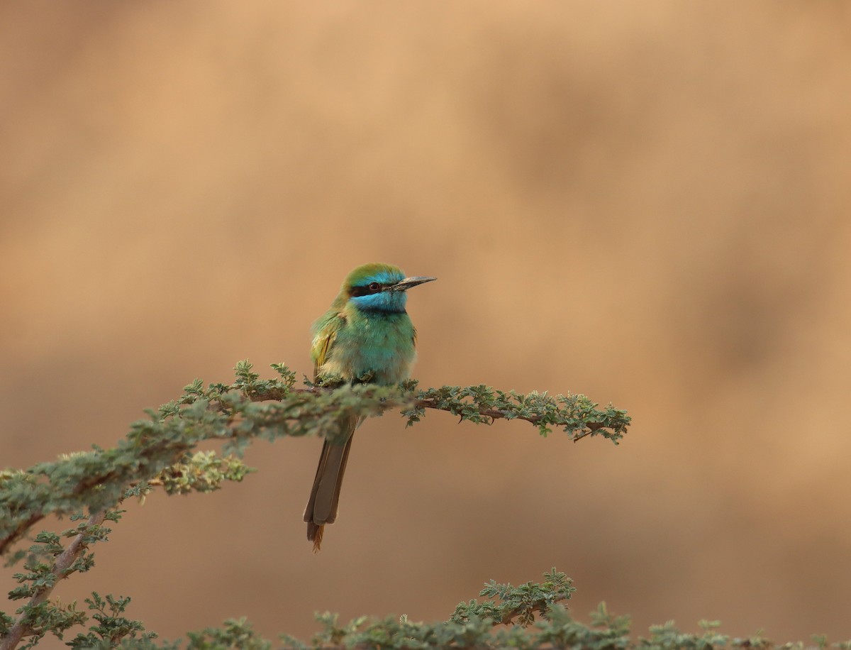 Arabian Green Bee-eater - משה נאמן