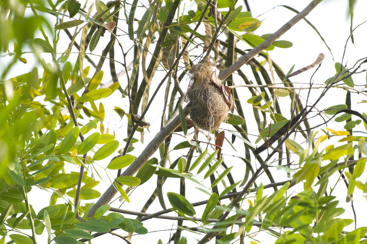 Brown-throated Sunbird - ML616277254