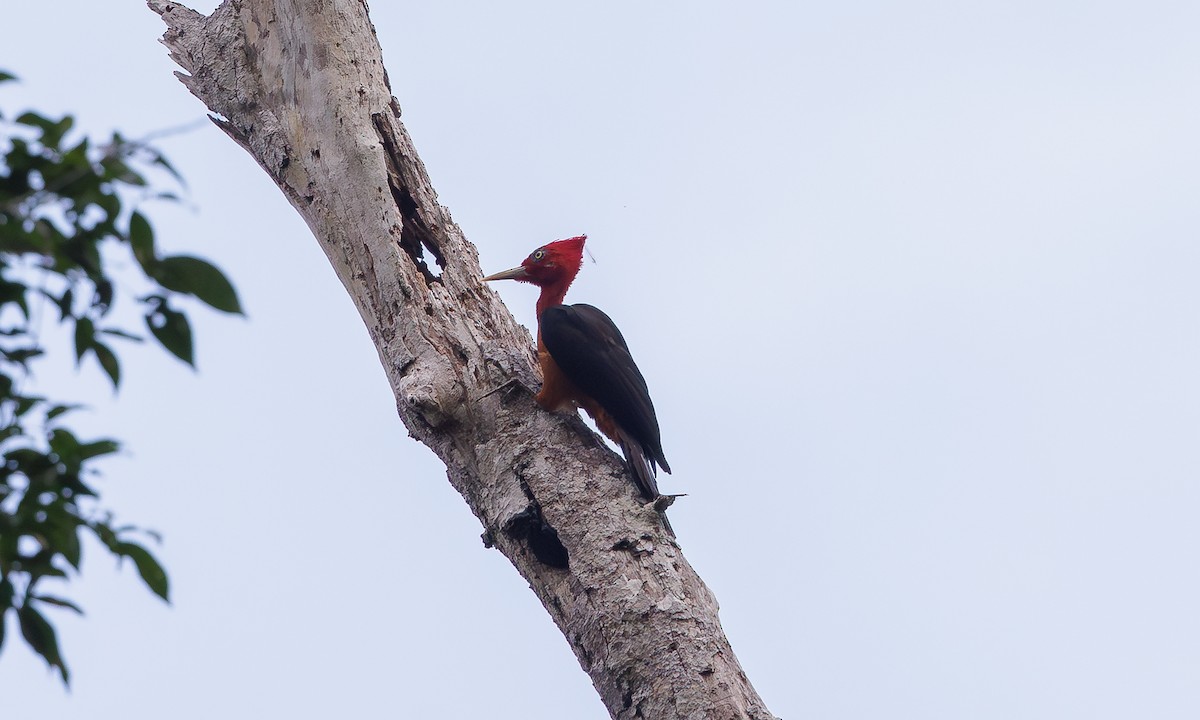 Red-necked Woodpecker - Steve Kelling