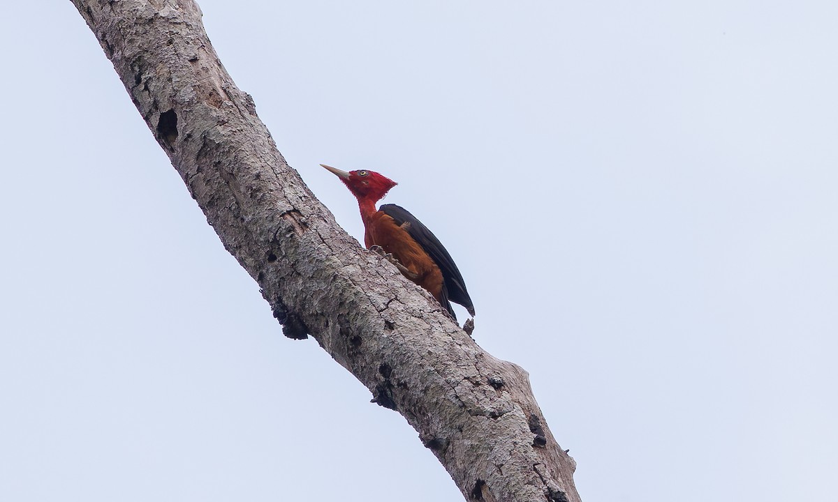 Red-necked Woodpecker - ML616277306