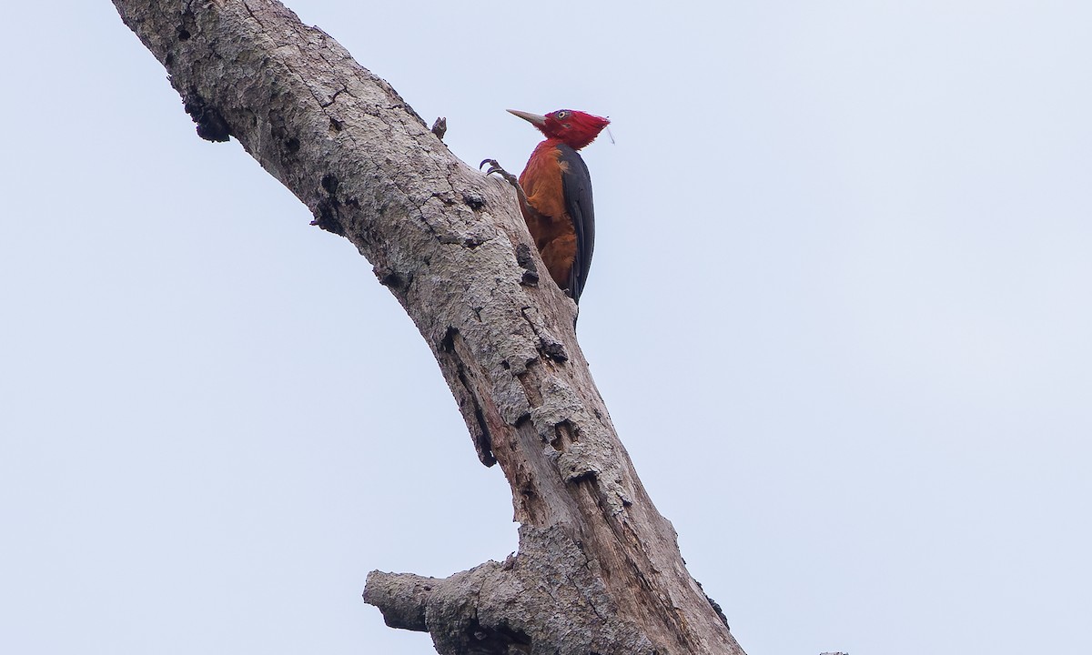 Red-necked Woodpecker - Steve Kelling
