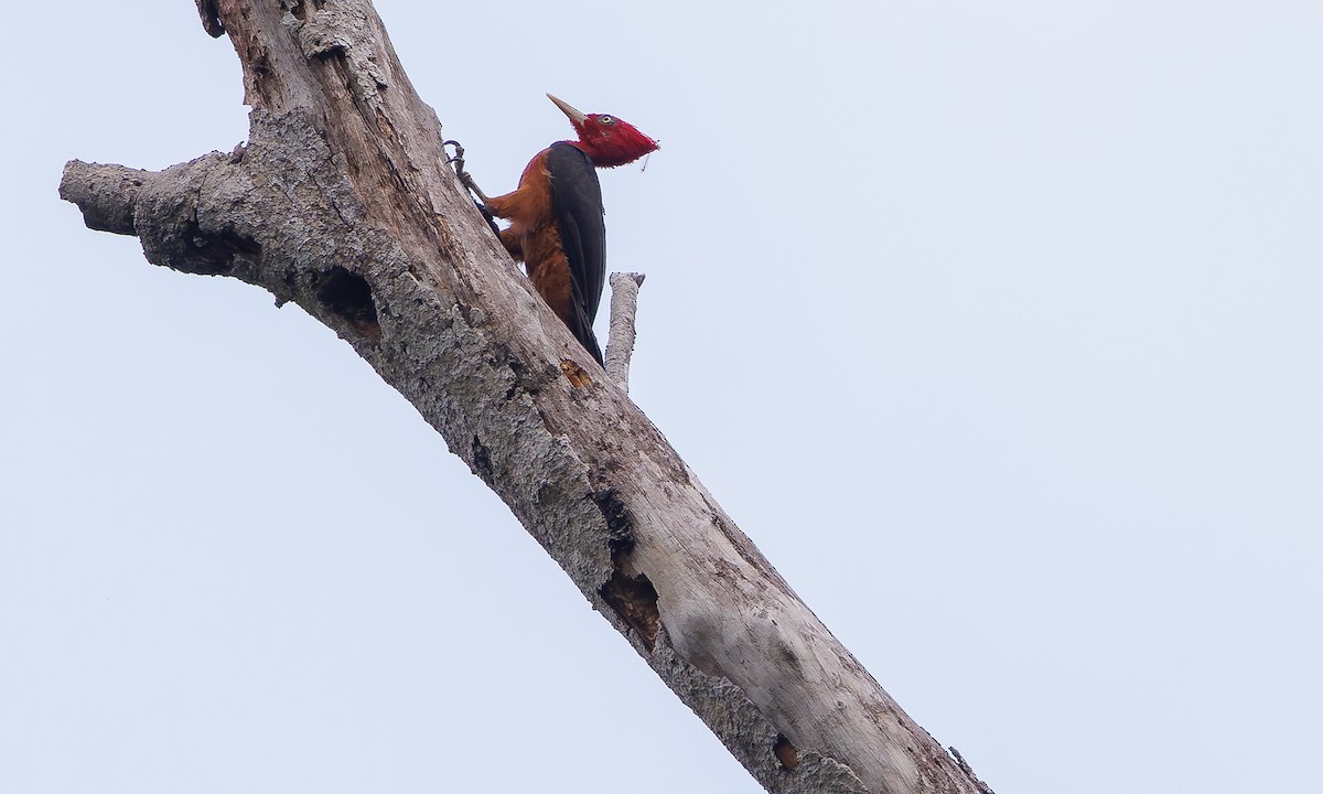 Red-necked Woodpecker - ML616277308