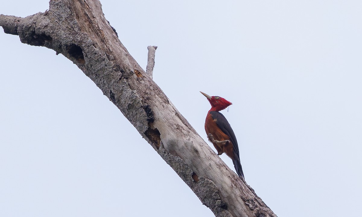 Red-necked Woodpecker - ML616277309
