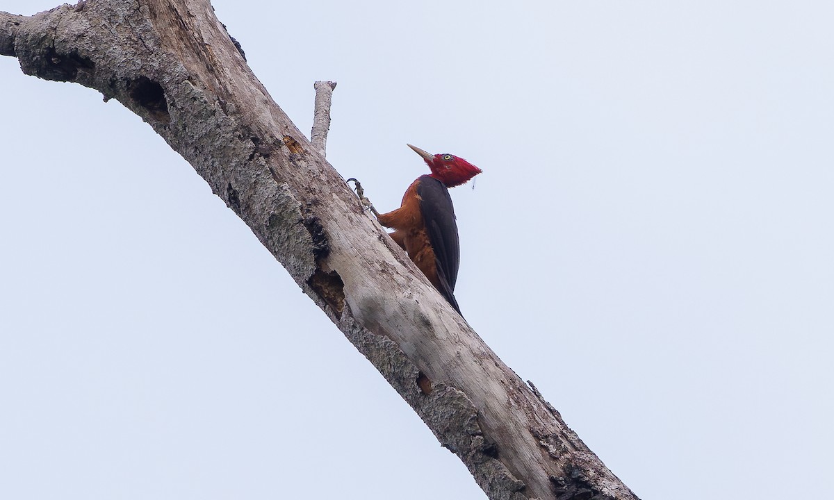 Red-necked Woodpecker - ML616277310