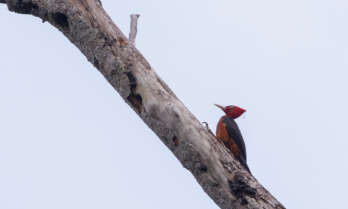 Red-necked Woodpecker - ML616277311