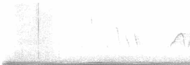 Weißbauch-Phoebetyrann - ML616277329