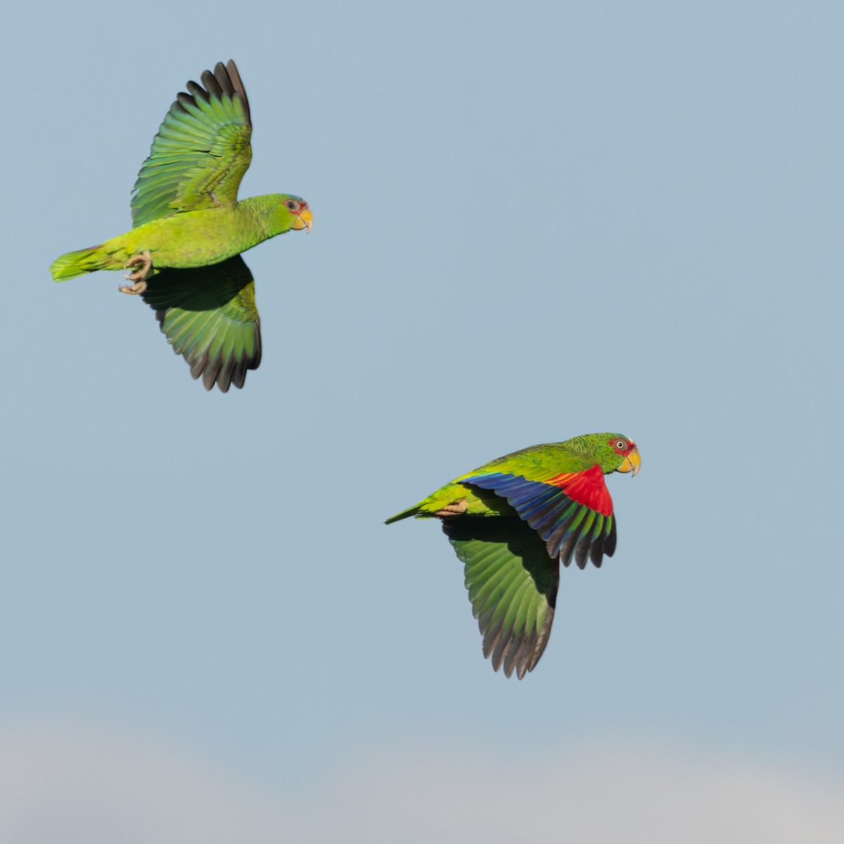 White-fronted Parrot - ML616277516