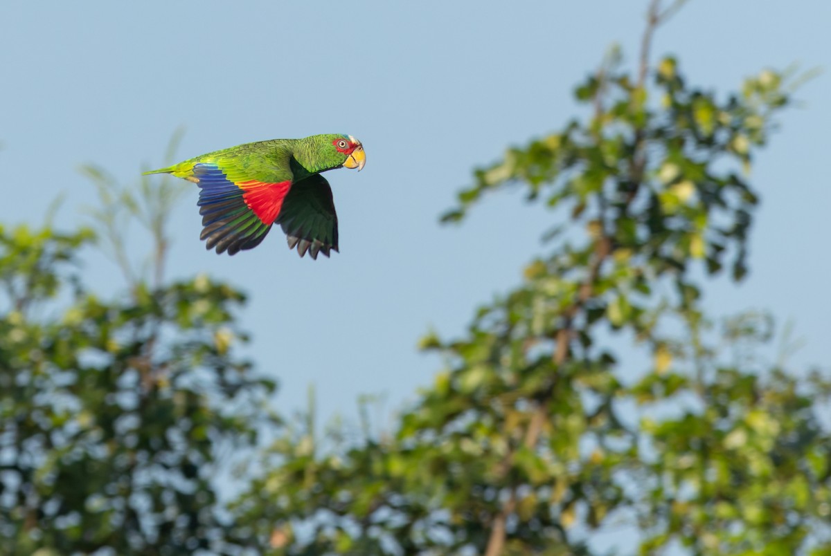 White-fronted Parrot - ML616277518