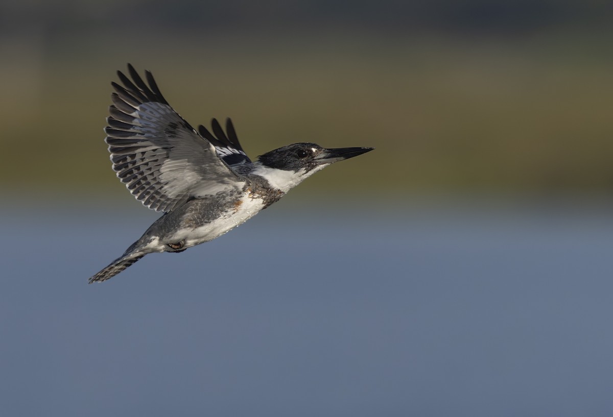 Belted Kingfisher - ML616277526