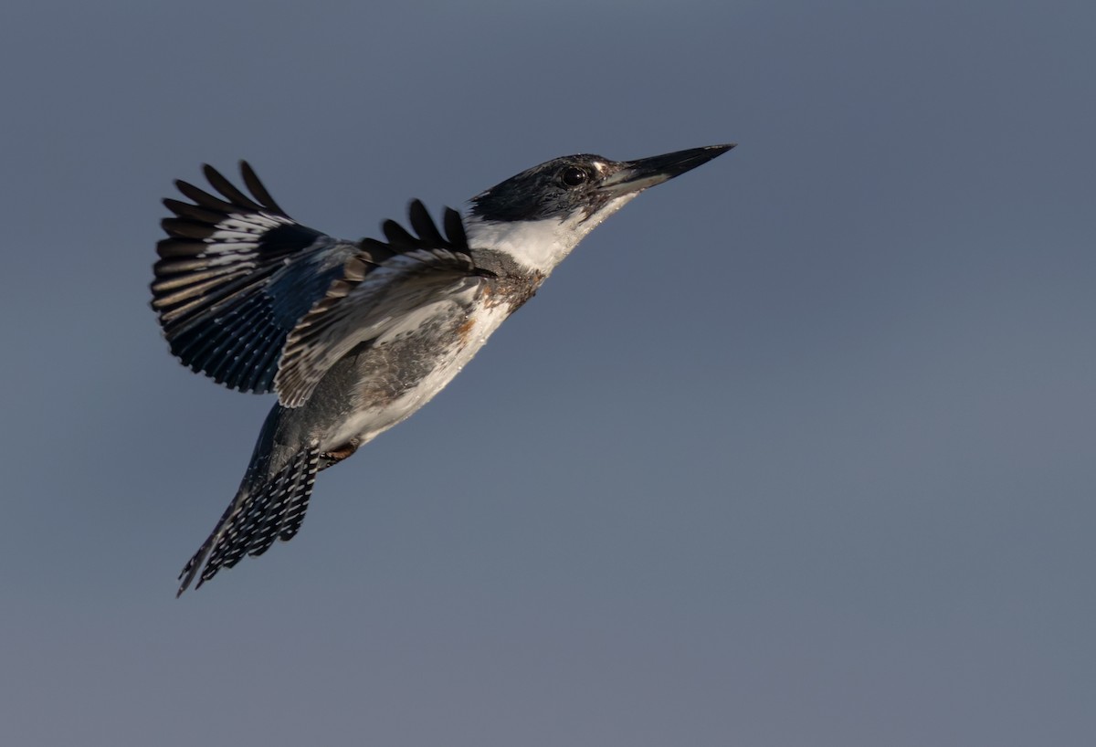 Belted Kingfisher - ML616277527