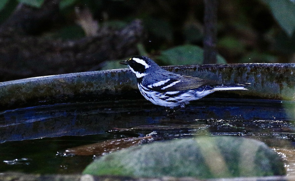 Black-throated Gray Warbler - ML616277677