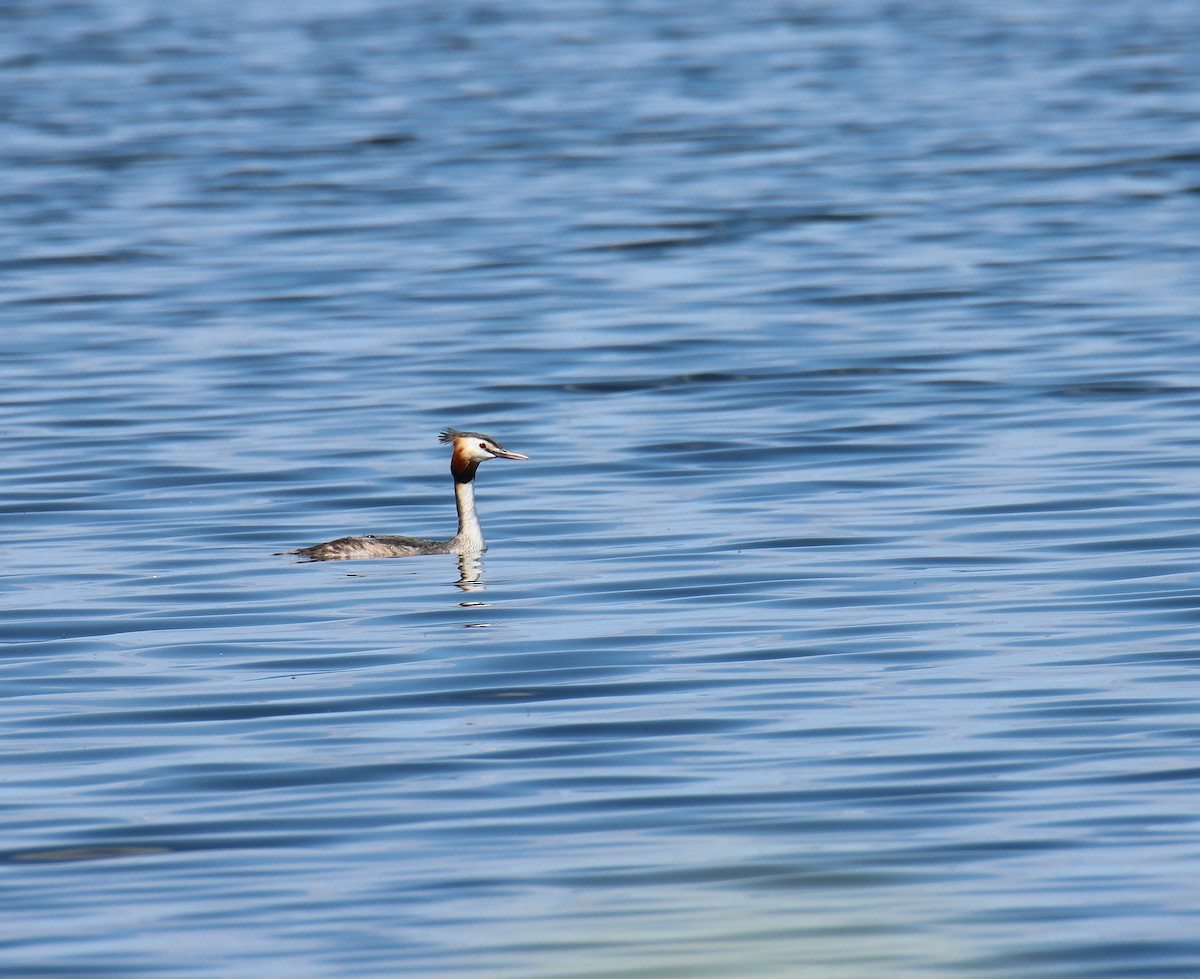 Great Crested Grebe - ML616277722