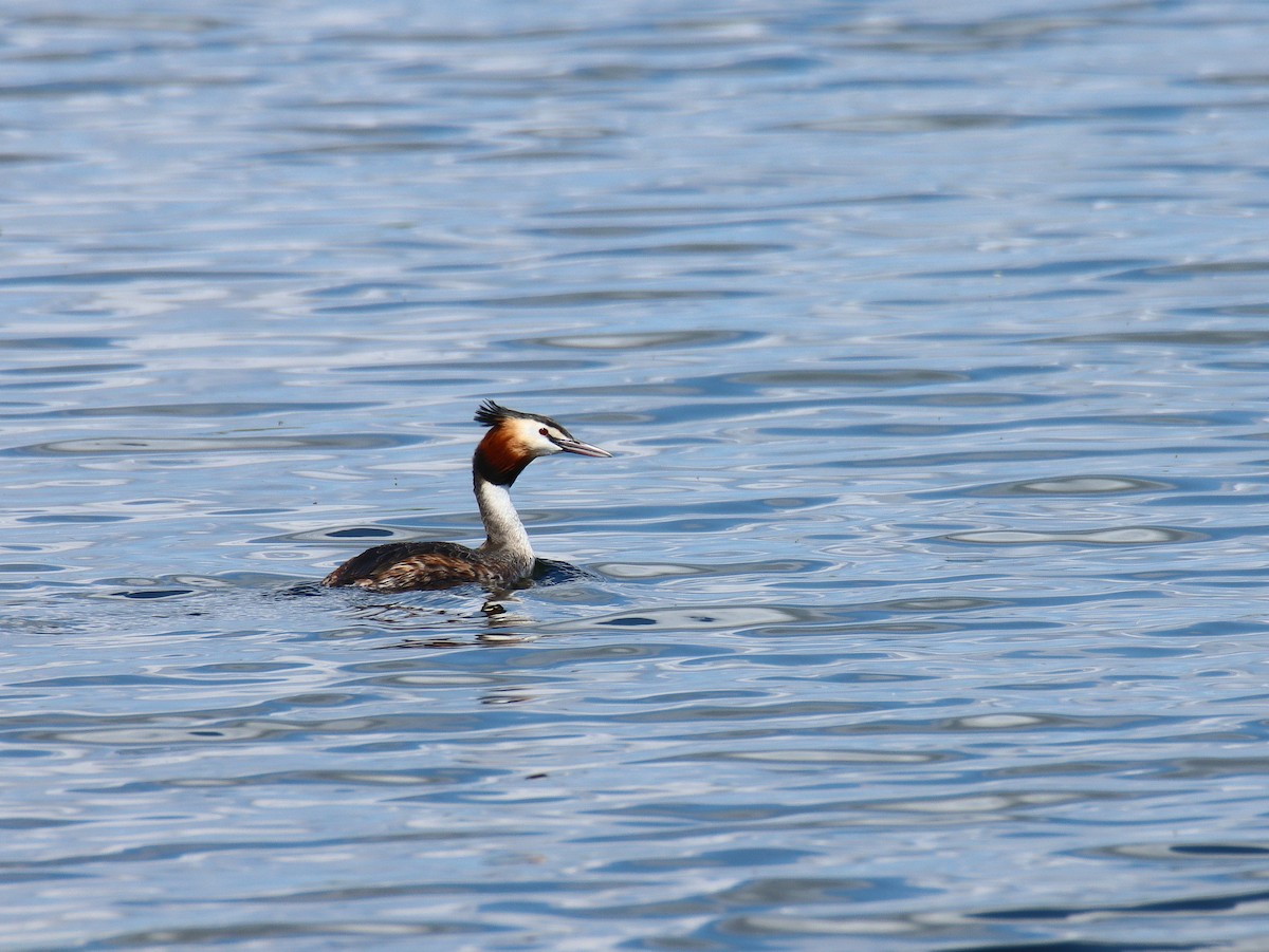 Great Crested Grebe - ML616277723