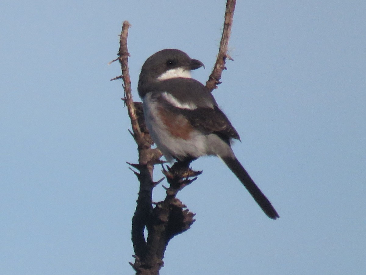 Southern Fiscal (Southern) - ML616277757