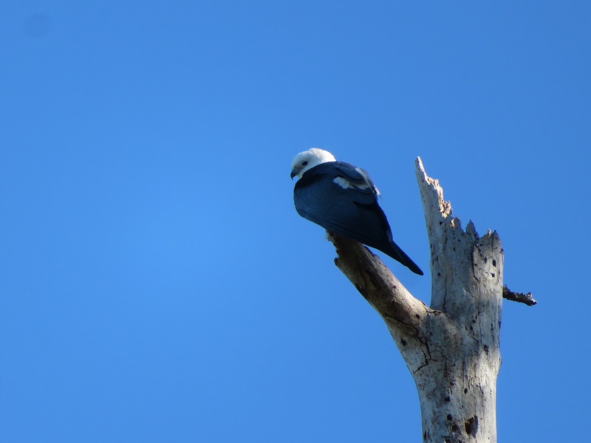 Swallow-tailed Kite - ML616277830