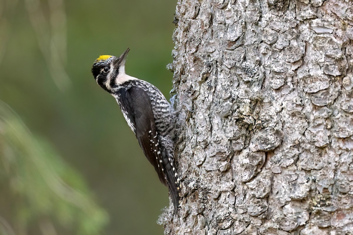 Eurasian Three-toed Woodpecker - ML616277831