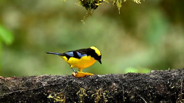 Blue-winged Mountain Tanager - ML616277948