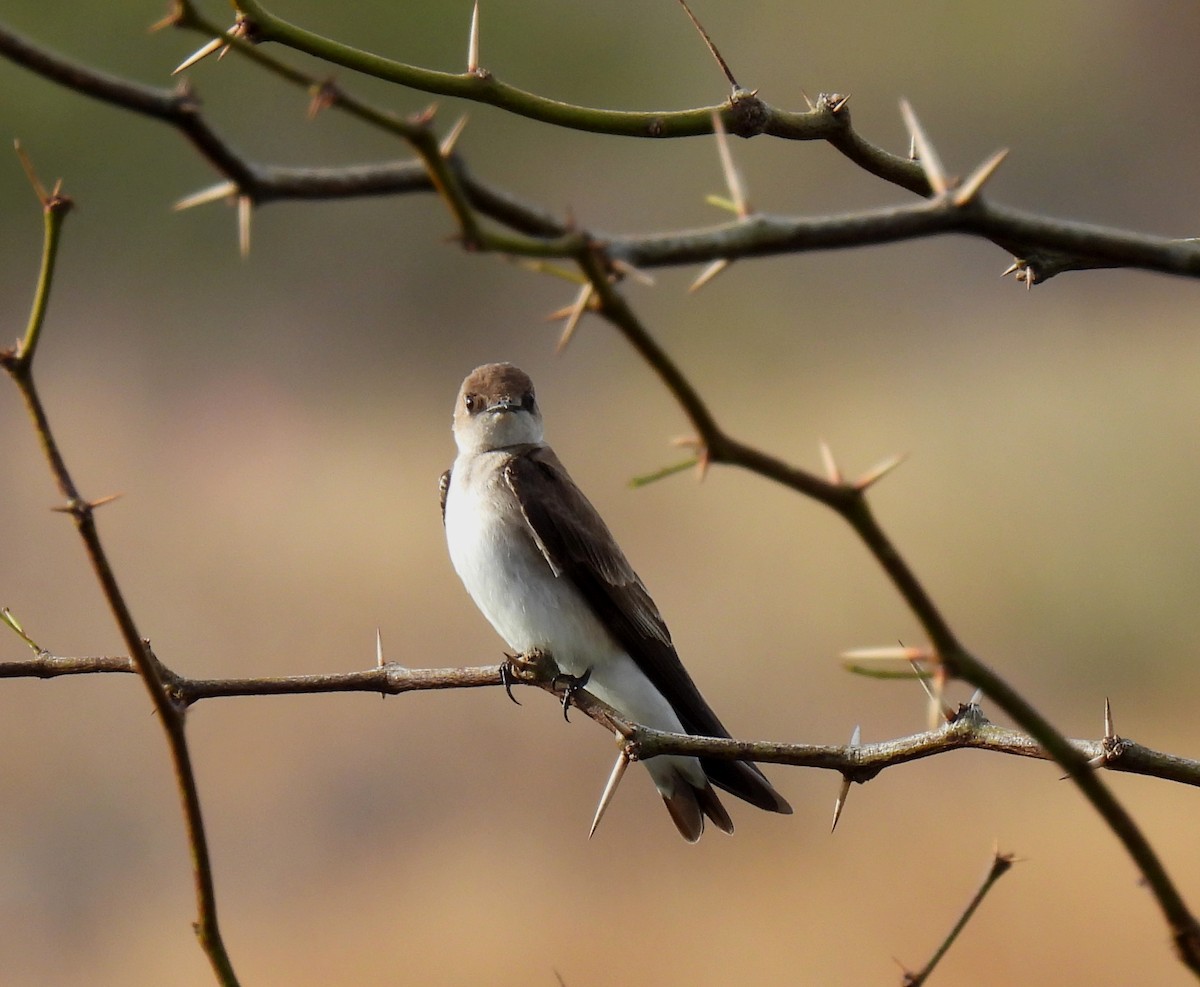Northern Rough-winged Swallow - ML616278041