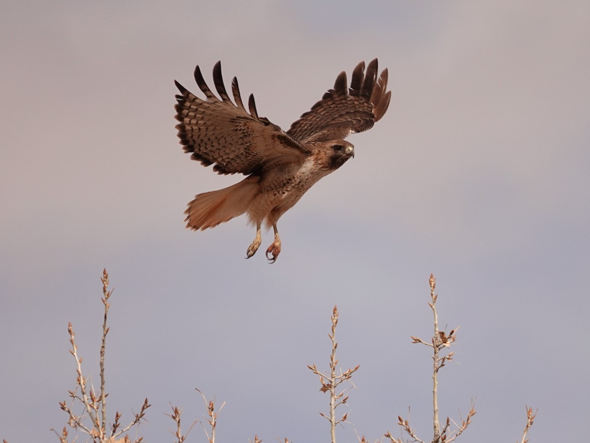 Red-tailed Hawk - ML616278477