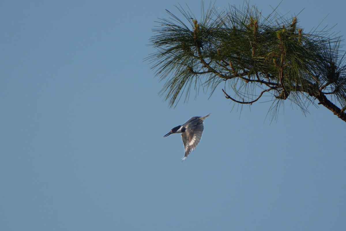 Belted Kingfisher - ML616278515