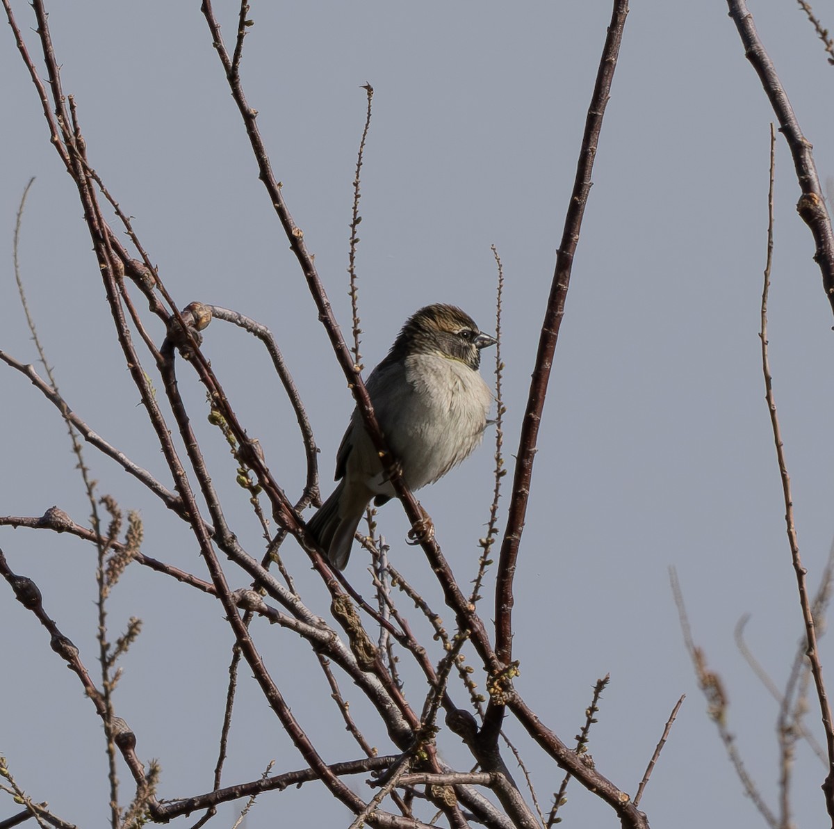 Dead Sea Sparrow - ML616278524