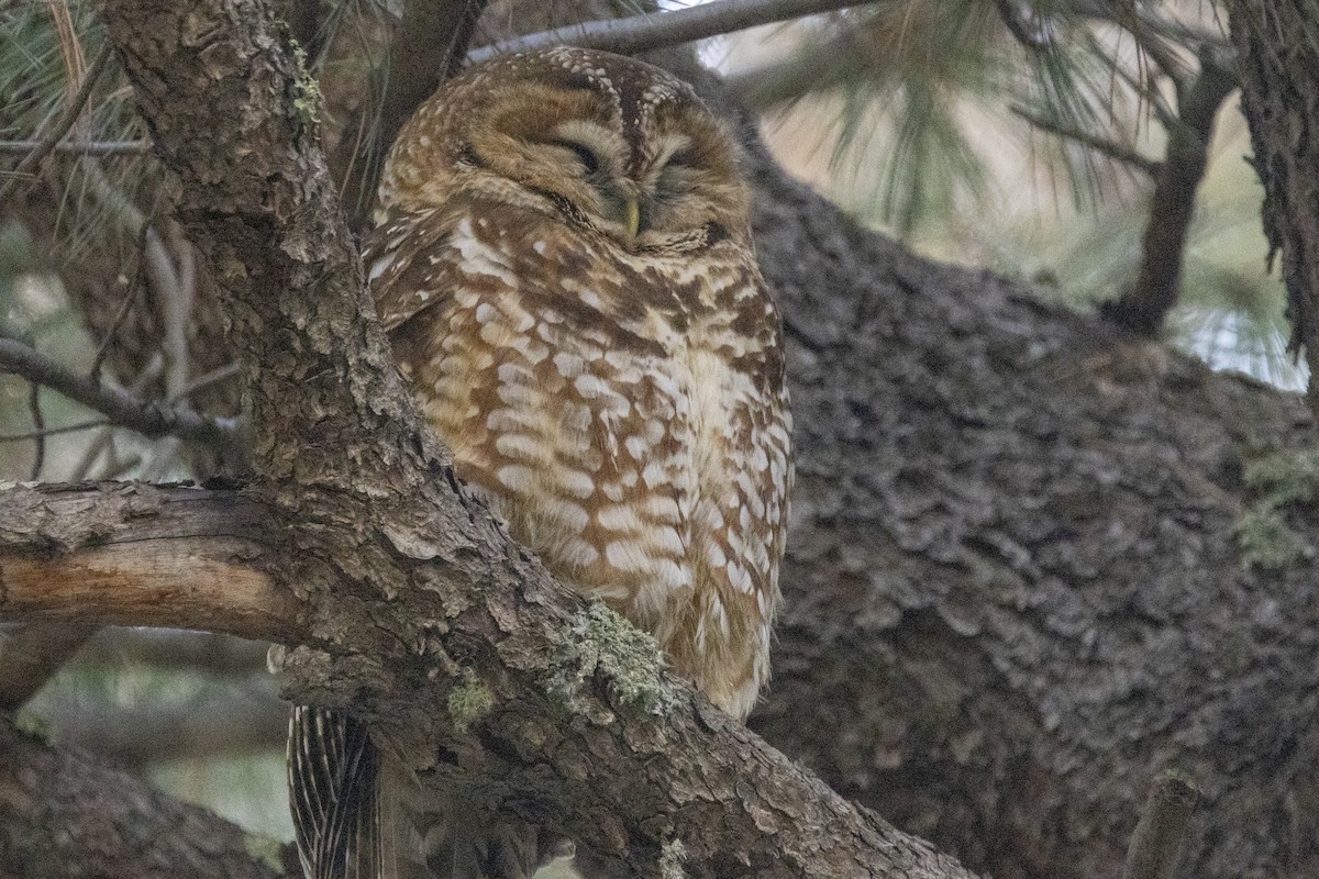 Spotted Owl - ML616278581