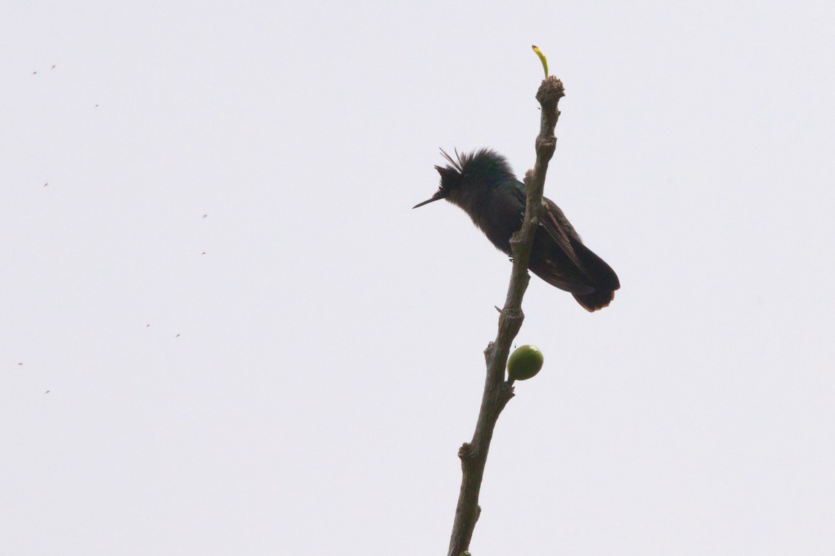 Antillean Crested Hummingbird - ML616278625