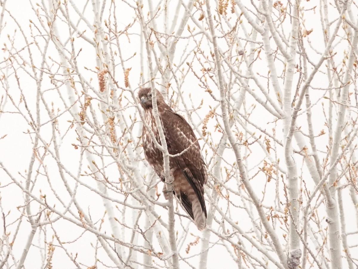 Red-tailed Hawk - ML616278663